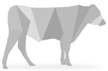 cow-image